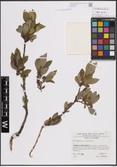 Foto von Salix foetida Schleich. ex DC.